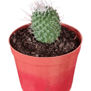 Cacto Mammillaria Spinosissima cv. Un Pico