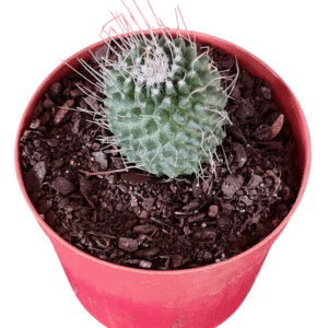 Cacto Mammillaria Spinosissima cv. Un Pico