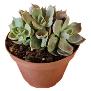 Suculenta Echeveria Lotus – Colônia