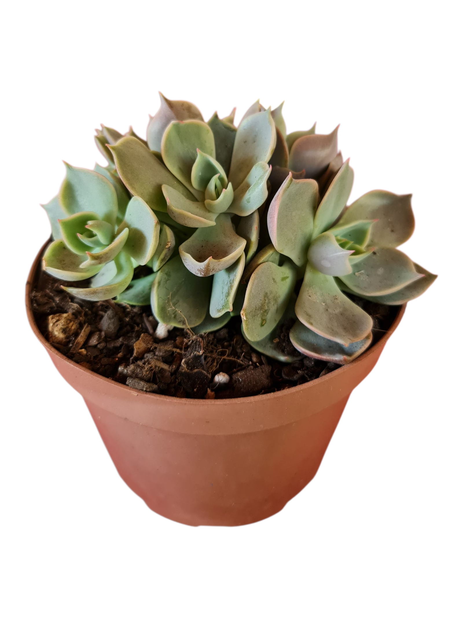 Suculenta Echeveria Lotus - Colônia 4 Suculenta Echeveria Lotus - Colônia - Imagem 2