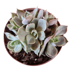 Suculenta Echeveria Lotus – Colônia
