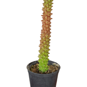 Euphorbia Monadenium Stapelioides – Pendente