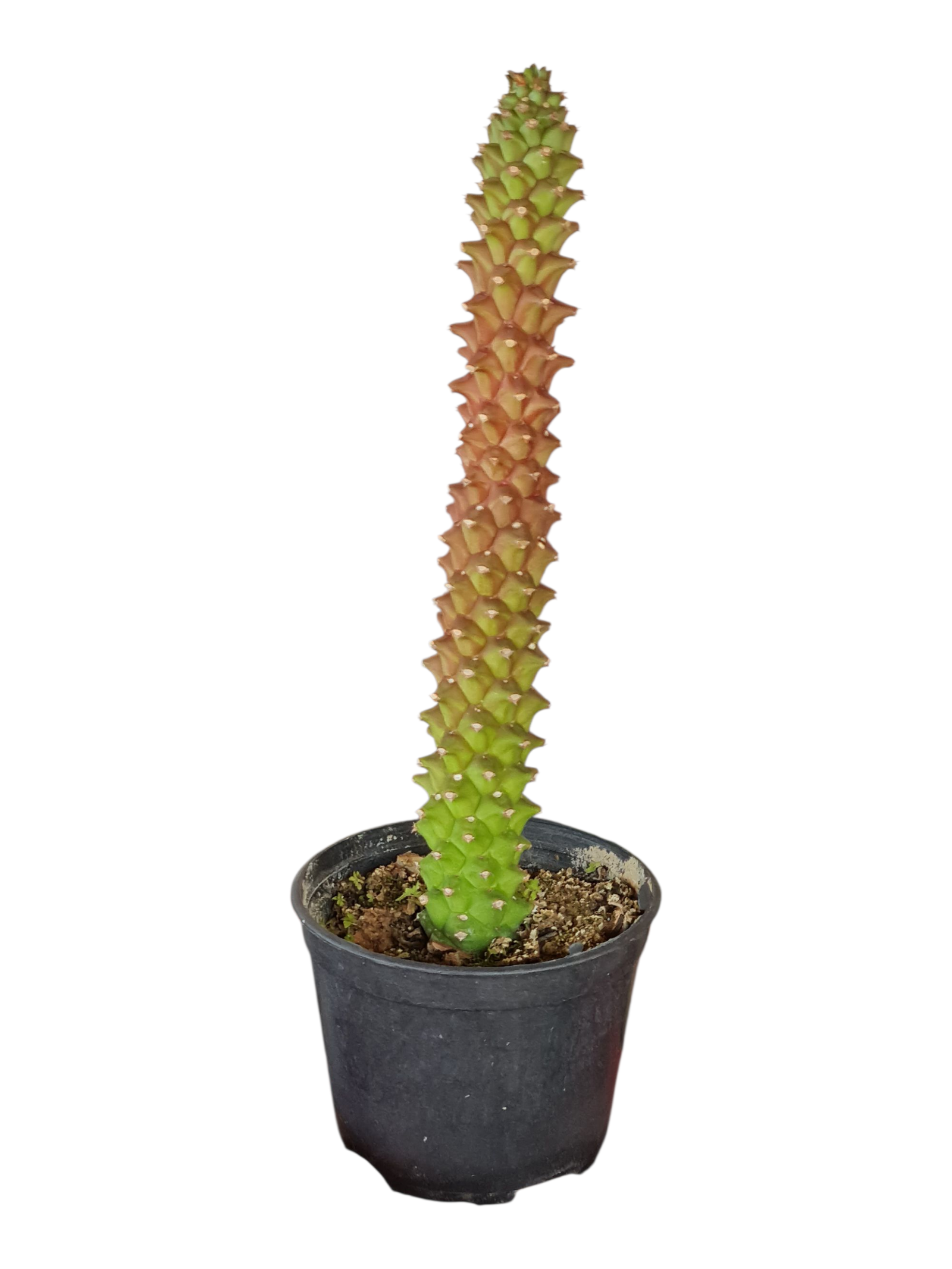 Euphorbia Monadenium Stapelioides - Pendente 3 Euphorbia Monadenium Stapelioides - Pendente