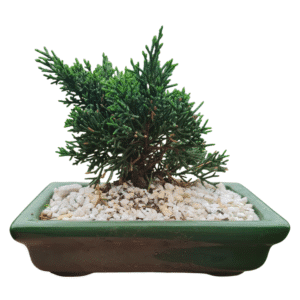 Bonsai Shimpaku – Cuia cerâmica