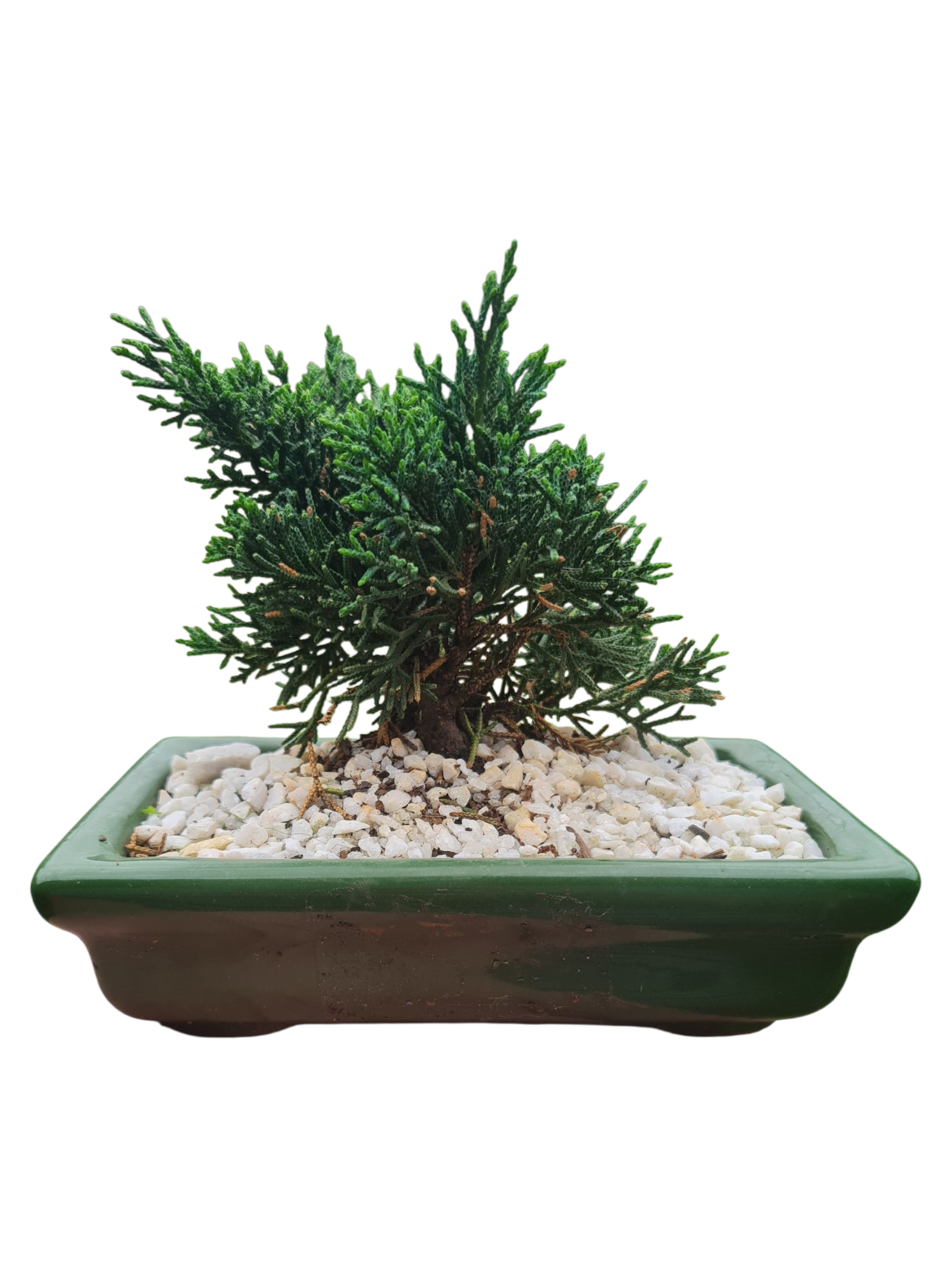Bonsai Shimpaku - Cuia cerâmica 2 1000877744