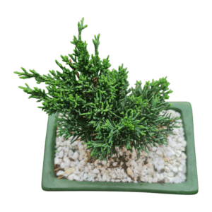 Bonsai Shimpaku – Cuia cerâmica