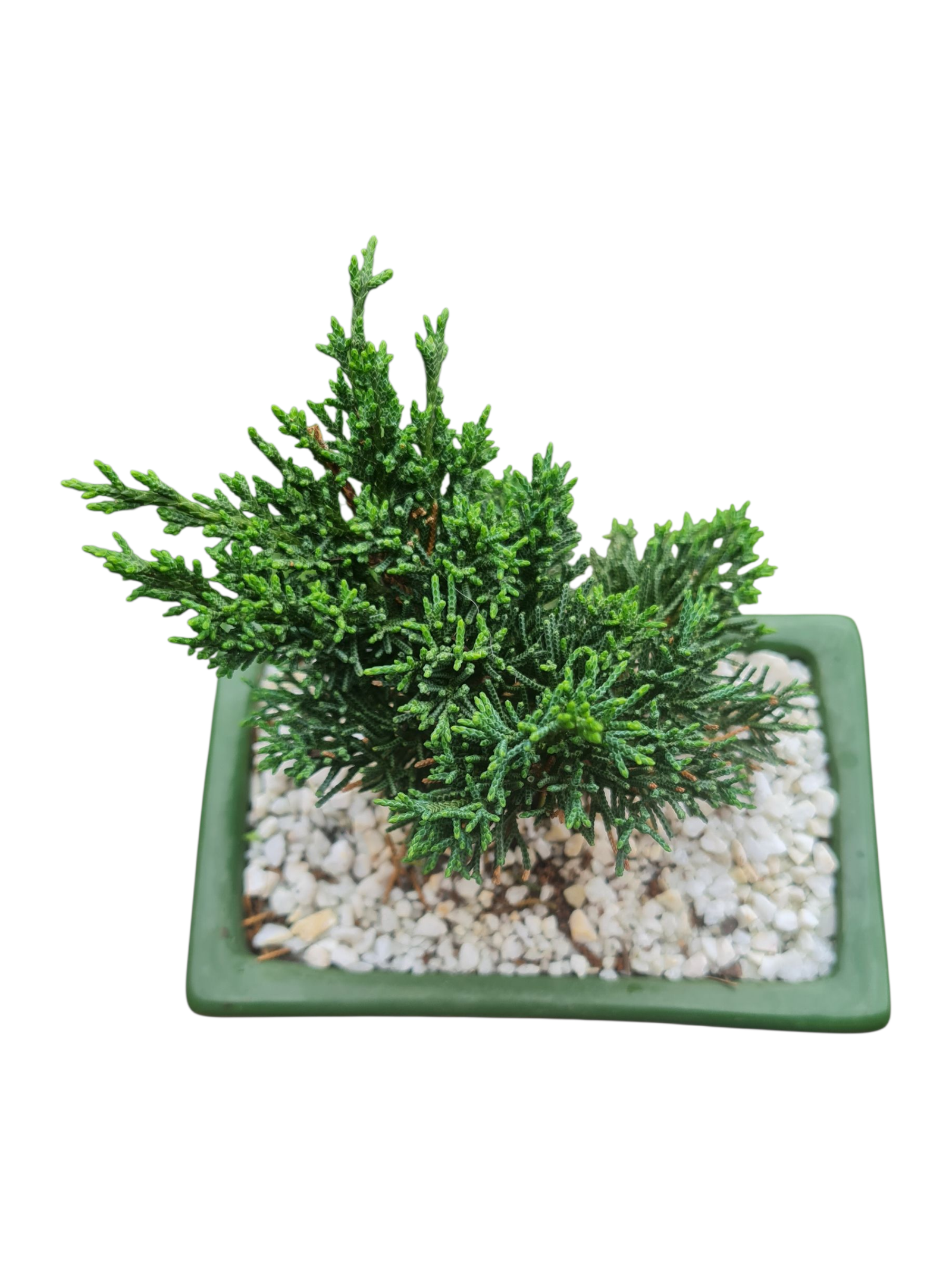 Bonsai Shimpaku - Cuia cerâmica 4 Bonsai Shimpaku - Cuia cerâmica - Imagem 2