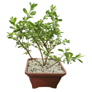 Bonsai Serissa Variegata – Cuia 14