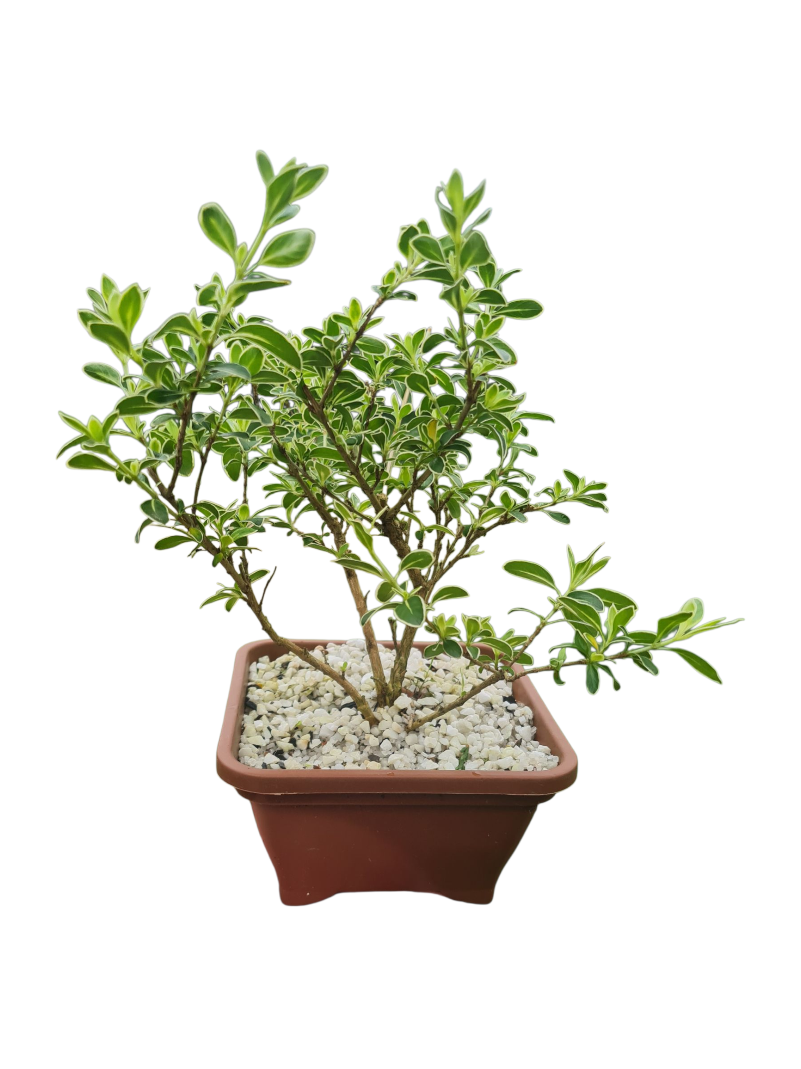 Bonsai Serissa Variegata - Cuia 14 2 Bonsai Serissa Variegata - Cuia 14