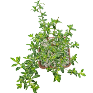 Bonsai Serissa Variegata – Cuia 14