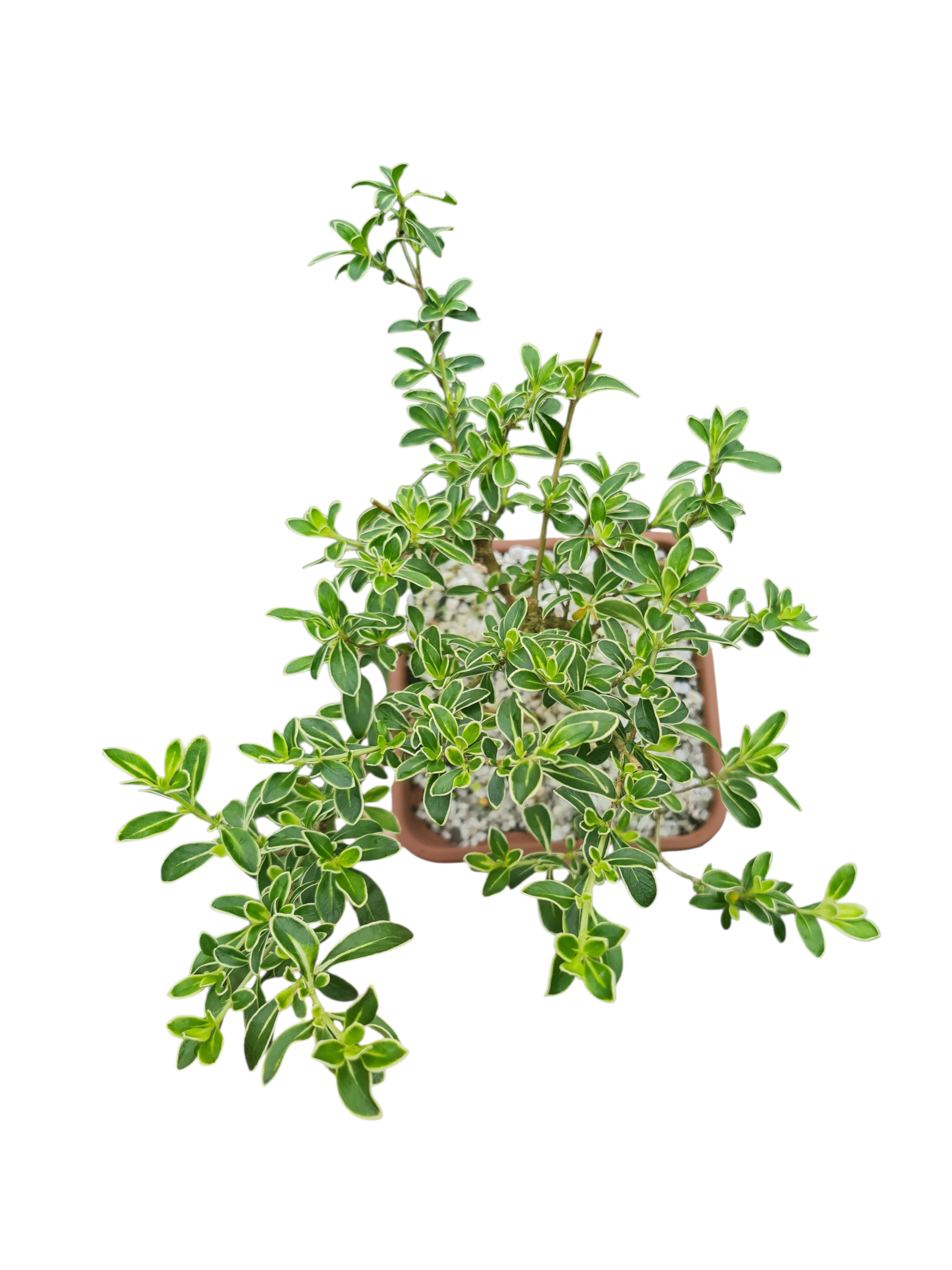 Bonsai Serissa Variegata - Cuia 14 3 Bonsai Serissa Variegata - Cuia 14 - Imagem 2