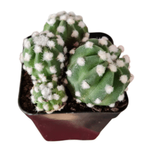 Cacto Lua -Echinopsis subdenudata (Colônia)