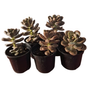 Kit 5 Sedum Adria Bubbaloo Pote 6