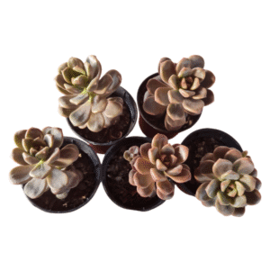 Kit 5 Sedum Adria Bubbaloo Pote 6