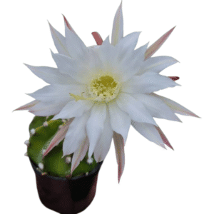 Cacto Lua -Echinopsis subdenudata (Colônia)