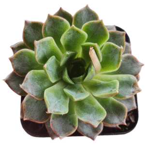 Suculenta Echeveria Cinzia