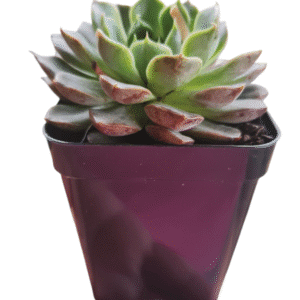 Suculenta Echeveria Cinzia