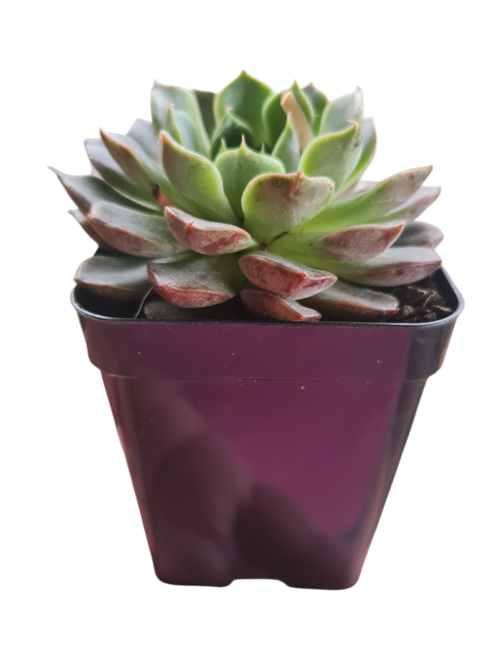 Suculenta Echeveria Cinzia 4 Suculenta Echeveria Cinzia - Imagem 2