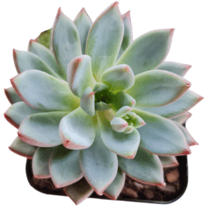 Suculenta Echeveria Yummy