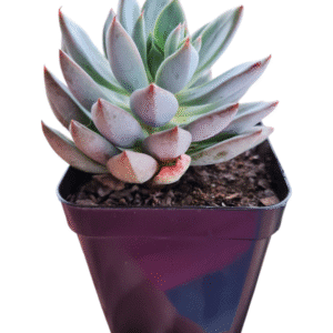Suculenta Echeveria Yummy
