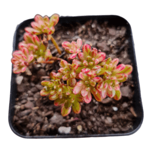 Suculenta Aeonium Sedifolium Variegata