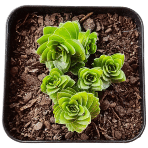 Suculenta Crassula Stagnol