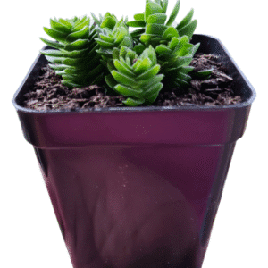 Suculenta Crassula Stagnol