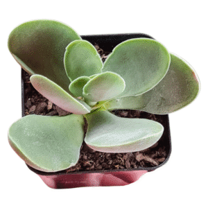 Suculenta Ceassula Dubia