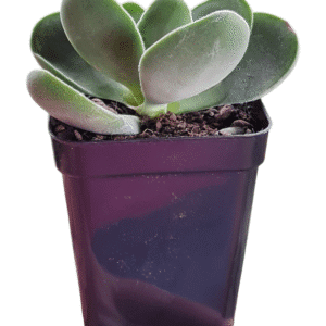 Suculenta Ceassula Dubia