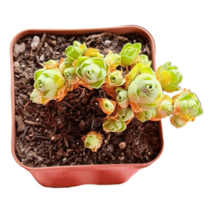 Suculenta Greenovia Drodentalis