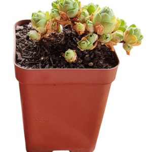 Suculenta Greenovia Drodentalis