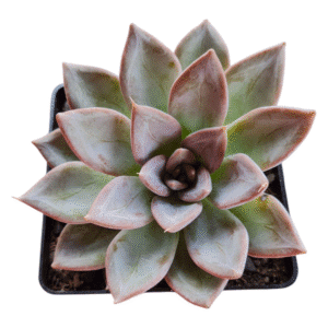 Suculenta Echeveria Silver Queen