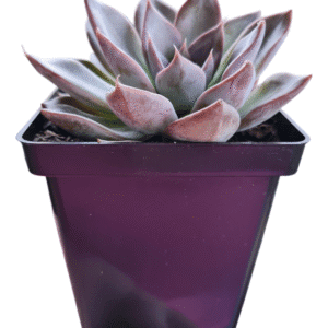 Suculenta Echeveria Silver Queen