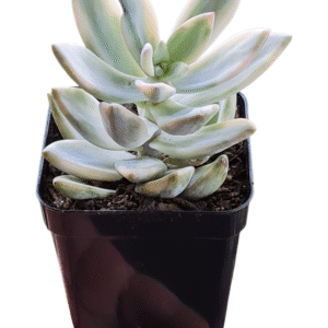 Suculenta Powder Puff Variegata