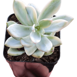 Suculenta Powder Puff Variegata