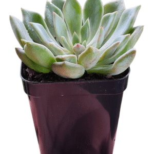 Suculenta Graptoveria Orange Sherbet