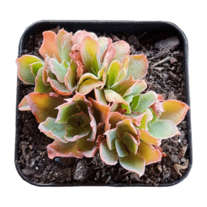 Suculenta Echeveria Suzan Colônia