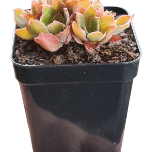 Suculenta Echeveria Suzan Colônia