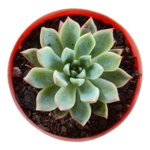Suculenta Echeveria Sllanw