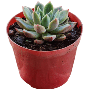 Suculenta Echeveria Sllanw