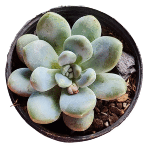 Suculenta Pachyveria Muelleri