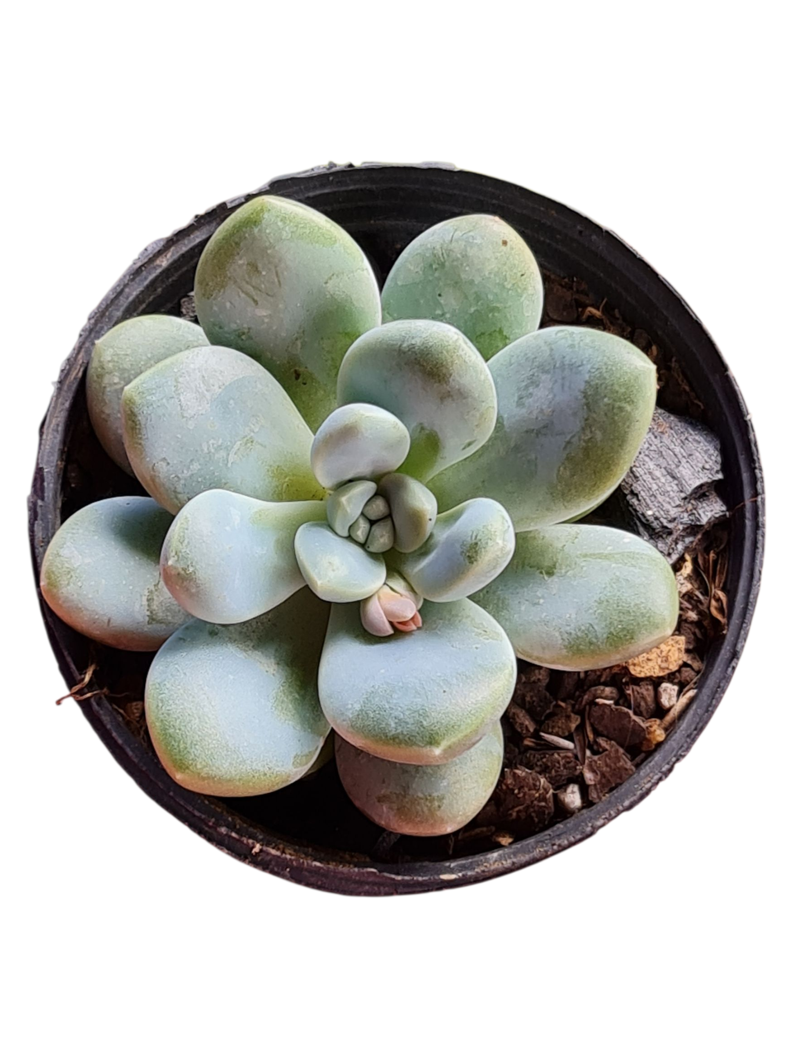 Suculenta Pachyveria Muelleri 1 1000936458 1