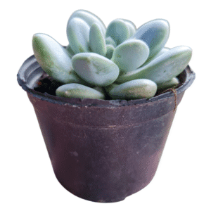 Suculenta Pachyveria Muelleri