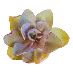 Suculenta Echeveria Rubromarginata