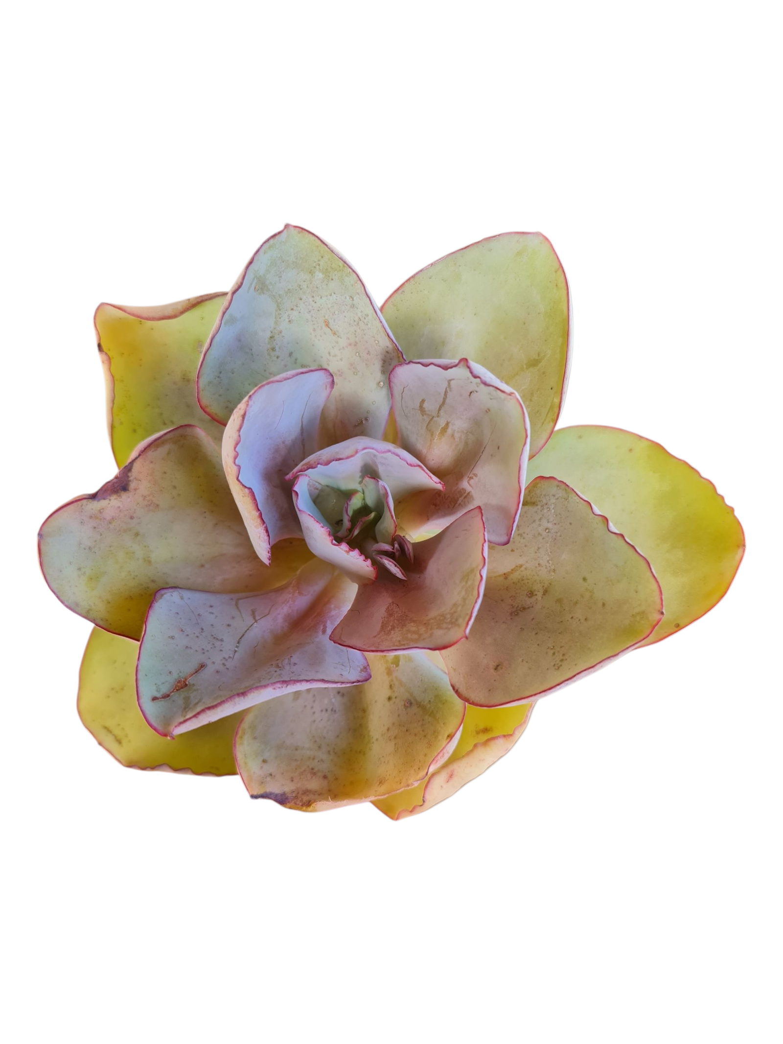 Suculenta Echeveria Rubromarginata 3 Suculenta Echeveria Rubromarginata