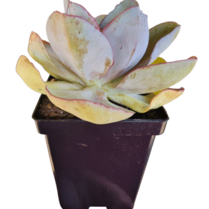 Suculenta Echeveria Rubromarginata