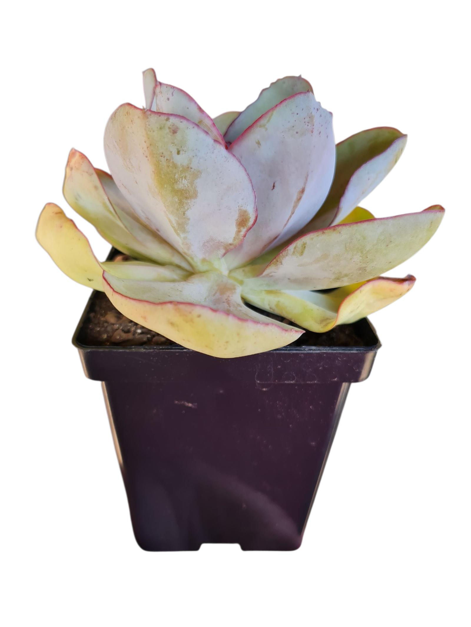 Suculenta Echeveria Rubromarginata 4 Suculenta Echeveria Rubromarginata - Imagem 2