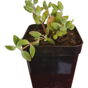 Suculenta Cotyledon Papilaris – Pendente