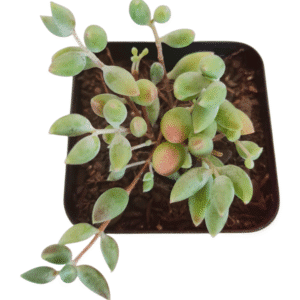 Suculenta Cotyledon Papilaris – Pendente