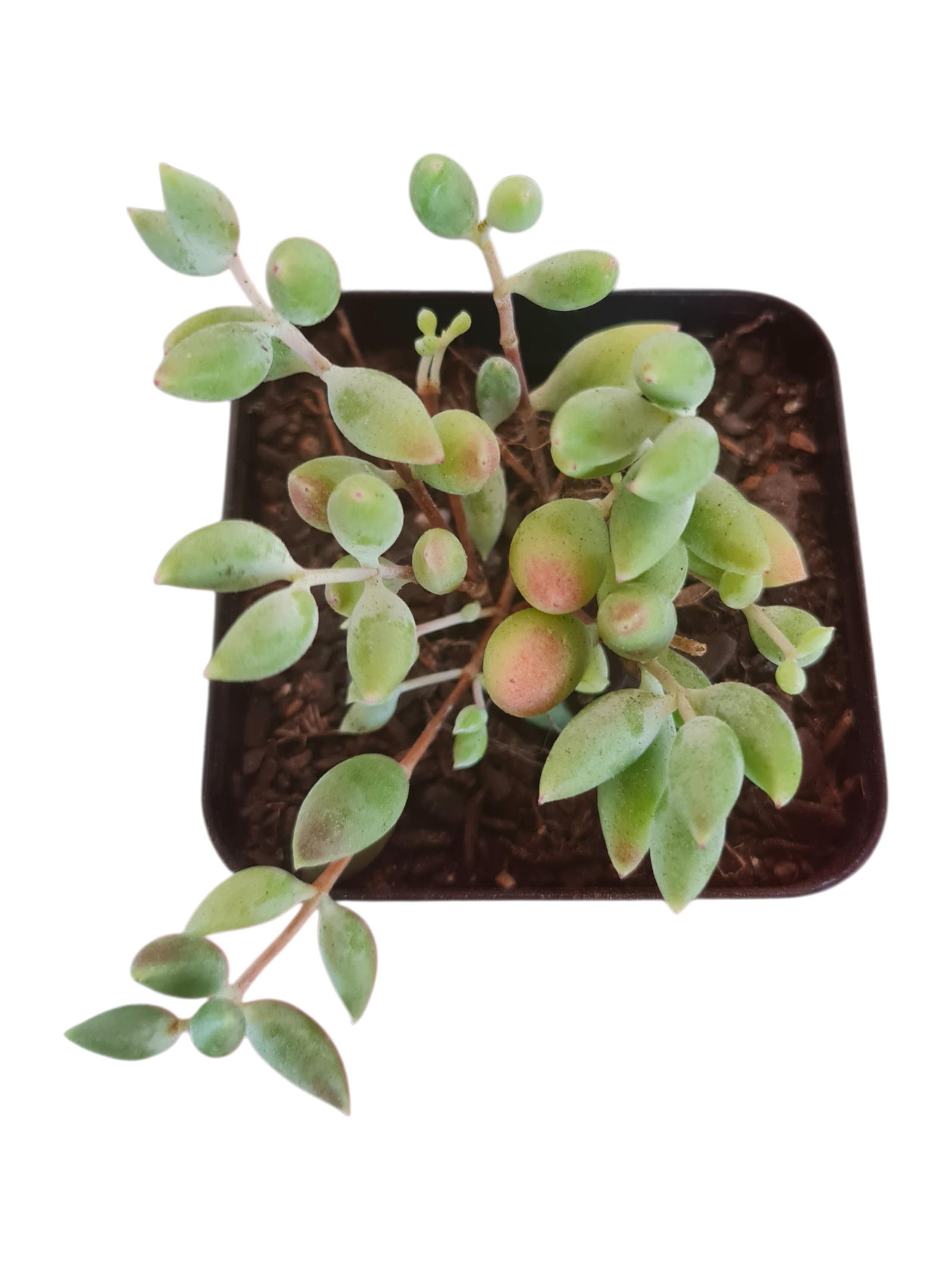 Suculenta Cotyledon Papilaris - Pendente 2 1000956989